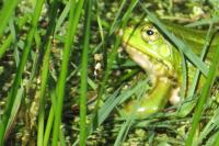 Pelophylax kl. esculentus