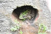 Pelophylax