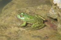 Pelophylax