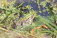 Pelophylax kl. esculentus