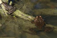 Pelophylax ridibundus