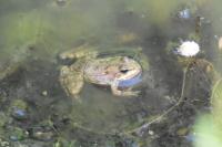 Pelophylax
