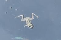 Pelophylax