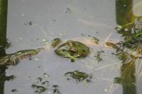 Pelophylax kl. esculentus