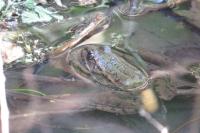 Pelophylax kl. esculentus