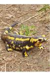Salamandra salamandra