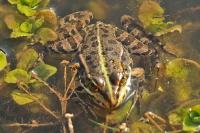 Pelophylax kl. esculentus