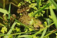 Pelophylax kl. esculentus