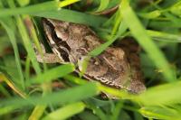Rana dalmatina