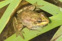 Pelophylax kl. esculentus