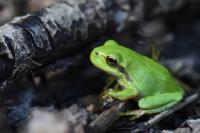 Hyla arborea