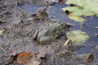 Grenouille verte 