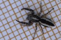 Pseudicius encarpatus