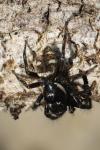 Salticus scenicus