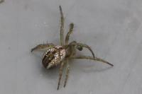 Mangora acalypha