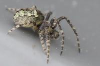 Gibbaranea gibbosa