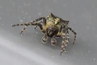 Gibbaranea gibbosa