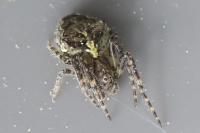 Gibbaranea gibbosa