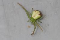 Ebrechtella tricuspidata