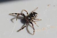 Synema globosum