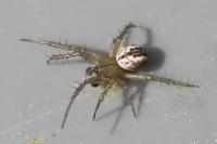 Mangora acalypha