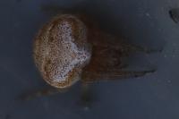 Araneus