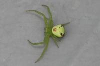 Ebrechtella tricuspidata