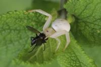 Misumena vatia