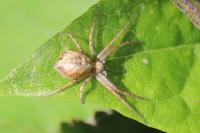 Philodromus
