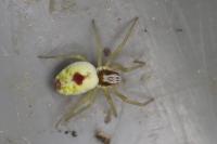Nigma puella