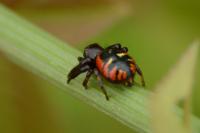 Synema globosum