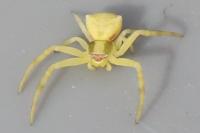 Thomisus onustus