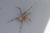 Araneus diadematus