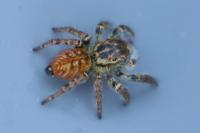 Carrhotus xanthogramma