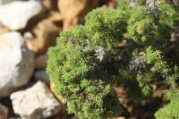 Aceria echii