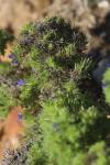 Aceria echii