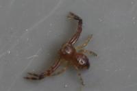 Synema globosum