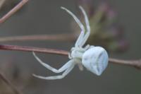 Thomisus onustus