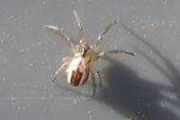 Mangora acalypha