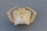 Thomisus onustus