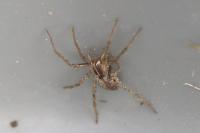 Pisaura mirabilis