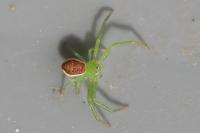 Diaea dorsata
