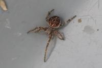 Agalenatea redii