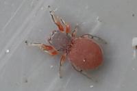 Ballus rufipes