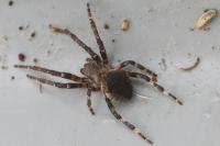 Araneus angulatus