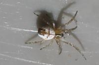 Mangora acalypha