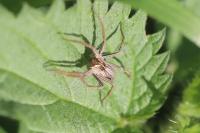 Pisaura mirabilis
