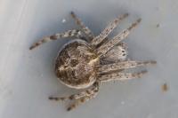 Agalenatea redii