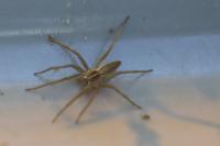 Pisaura mirabilis