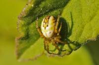 Mangora acalypha